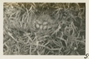Image of Nest of Eider Duck